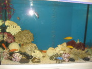 Обслуживание аквариумов Киев